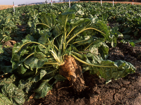 Generic sugar beet seeds sprouting showcases early growth and frost tolerance.