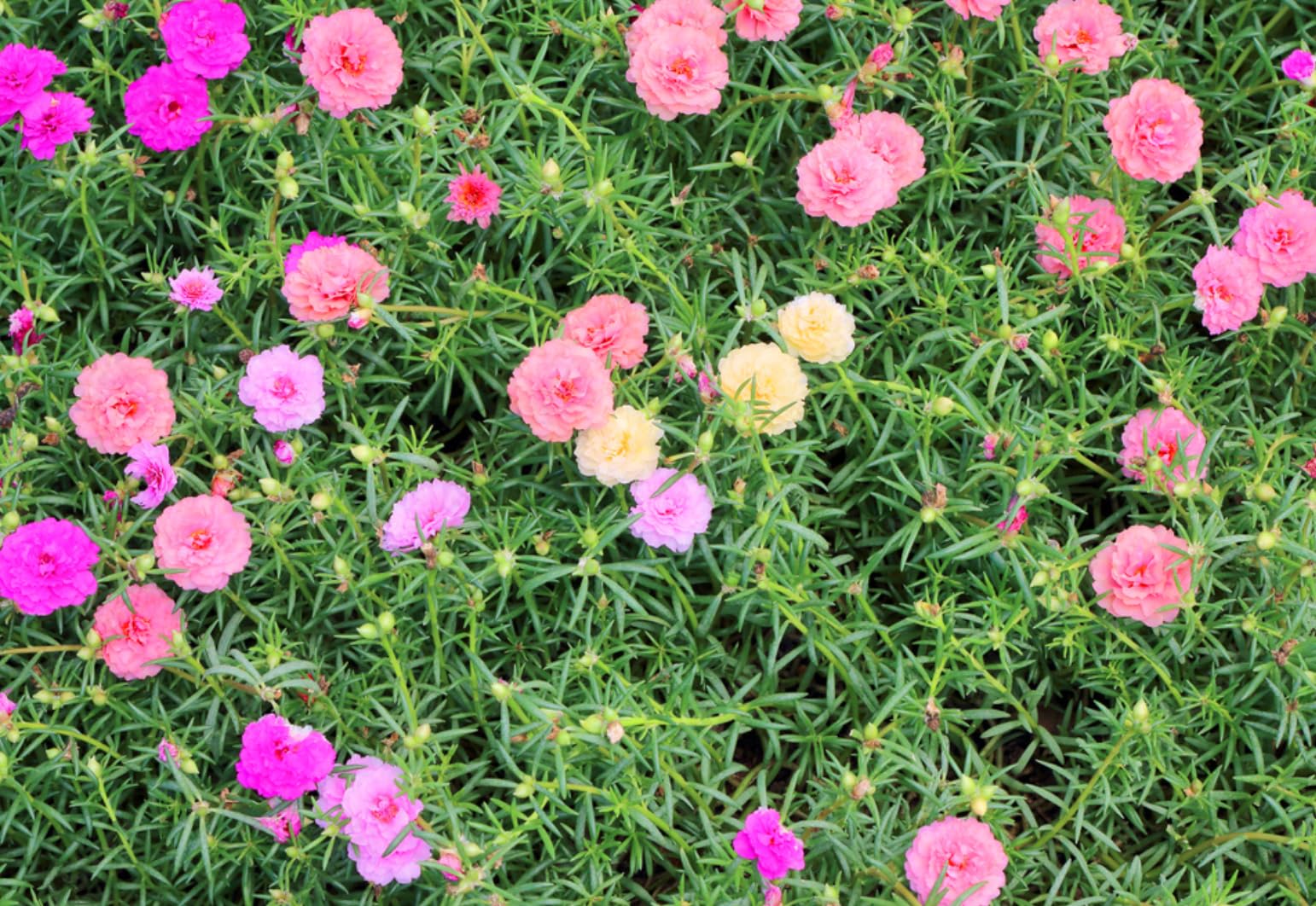 Generic Sun-loving moss roses thrive in full sun with minimal watering.