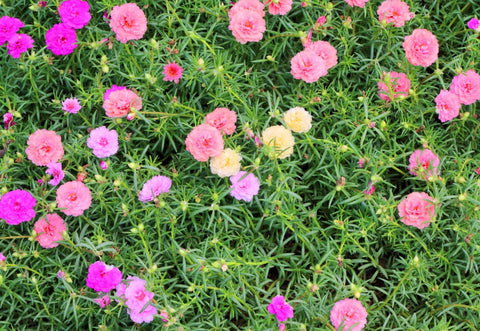 Generic Sun-loving moss roses thrive in full sun with minimal watering.