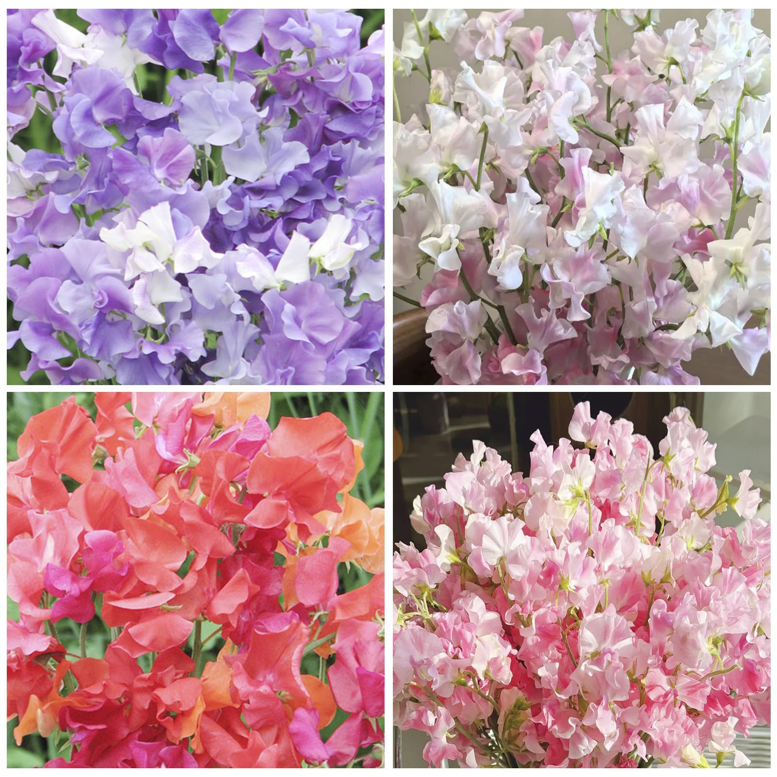 Generic Sweet Pea Seeds support climbing vines with sturdy trellises.