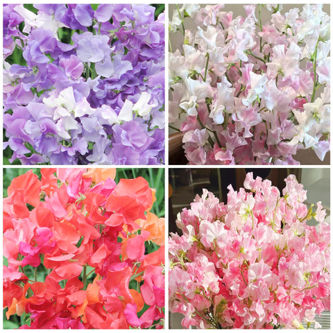 Generic Sweet Pea Seeds support climbing vines with sturdy trellises.
