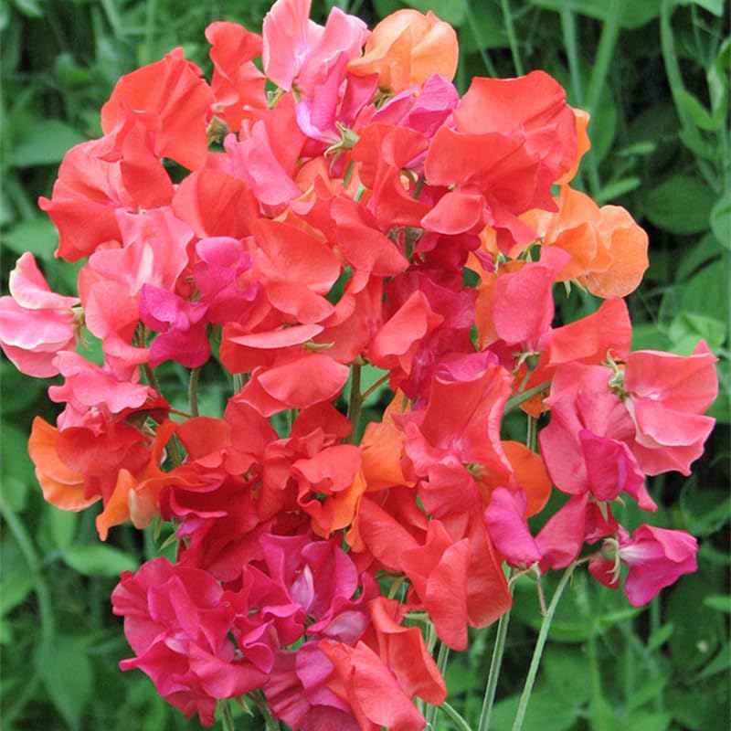 Generic Sweet Pea Seeds produce colorful blooms for vibrant garden borders.