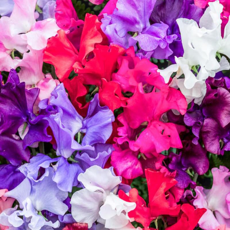 Generic Sweet Pea Seeds suit containers for small-space garden ideas.