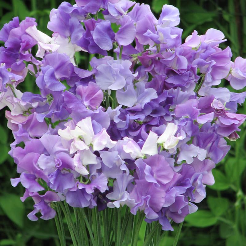 Generic Sweet Pea Seeds yield fragrant blooms, ideal for cutting arrangements.