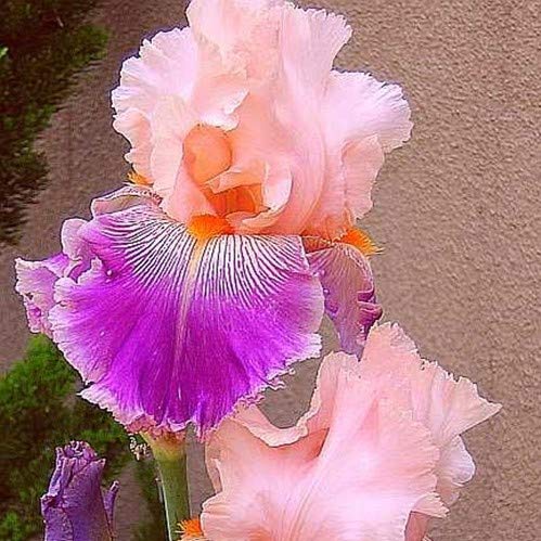 Generic rare heirloom iris blooms — closeup reveals vibrant colors.