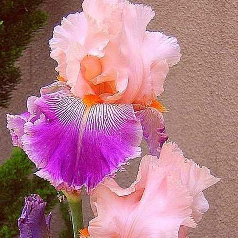 Generic rare heirloom iris blooms — closeup reveals vibrant colors.