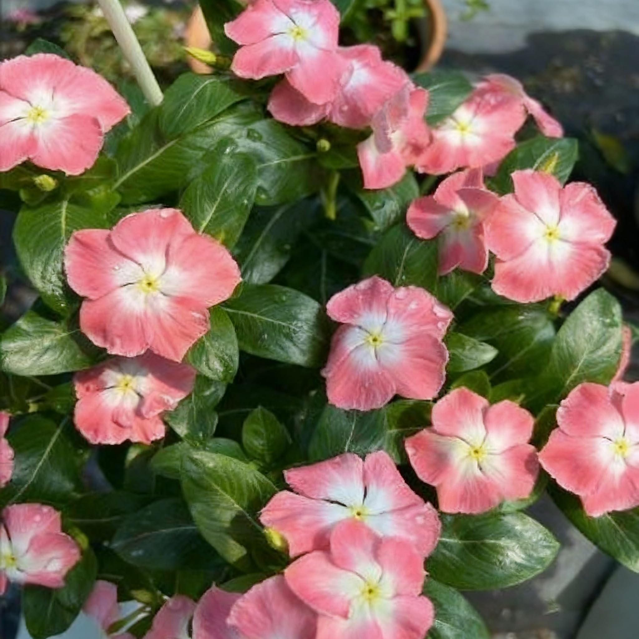 Generic vinca ground cover providing continuous color all season