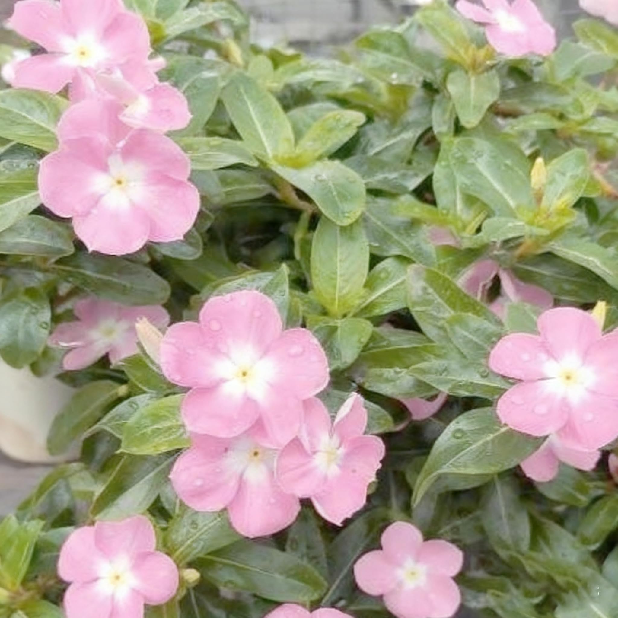 Generic seed packet contains 1000 premium vinca seeds