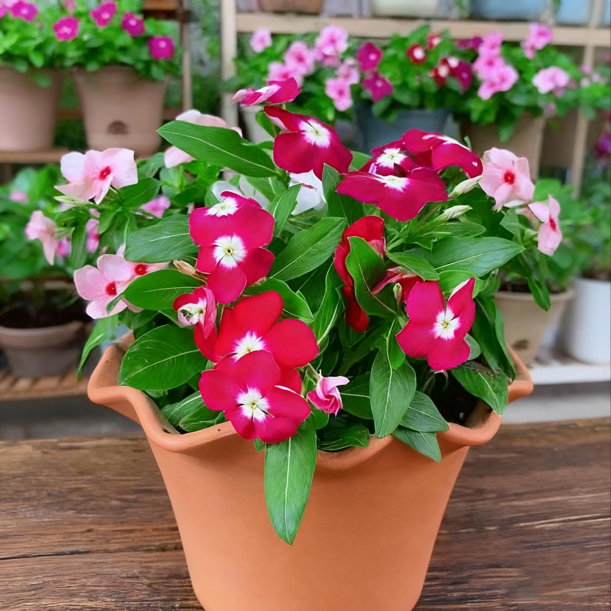 Generic vinca perennials blooming along a garden border