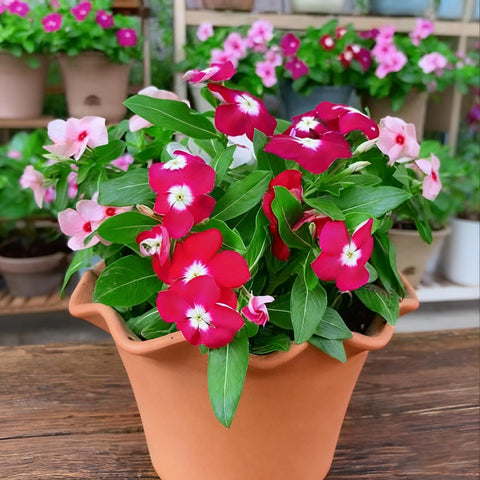 Generic vinca perennials blooming along a garden border