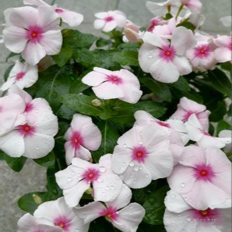 Generic vinca seeds thriving in containers and window boxes