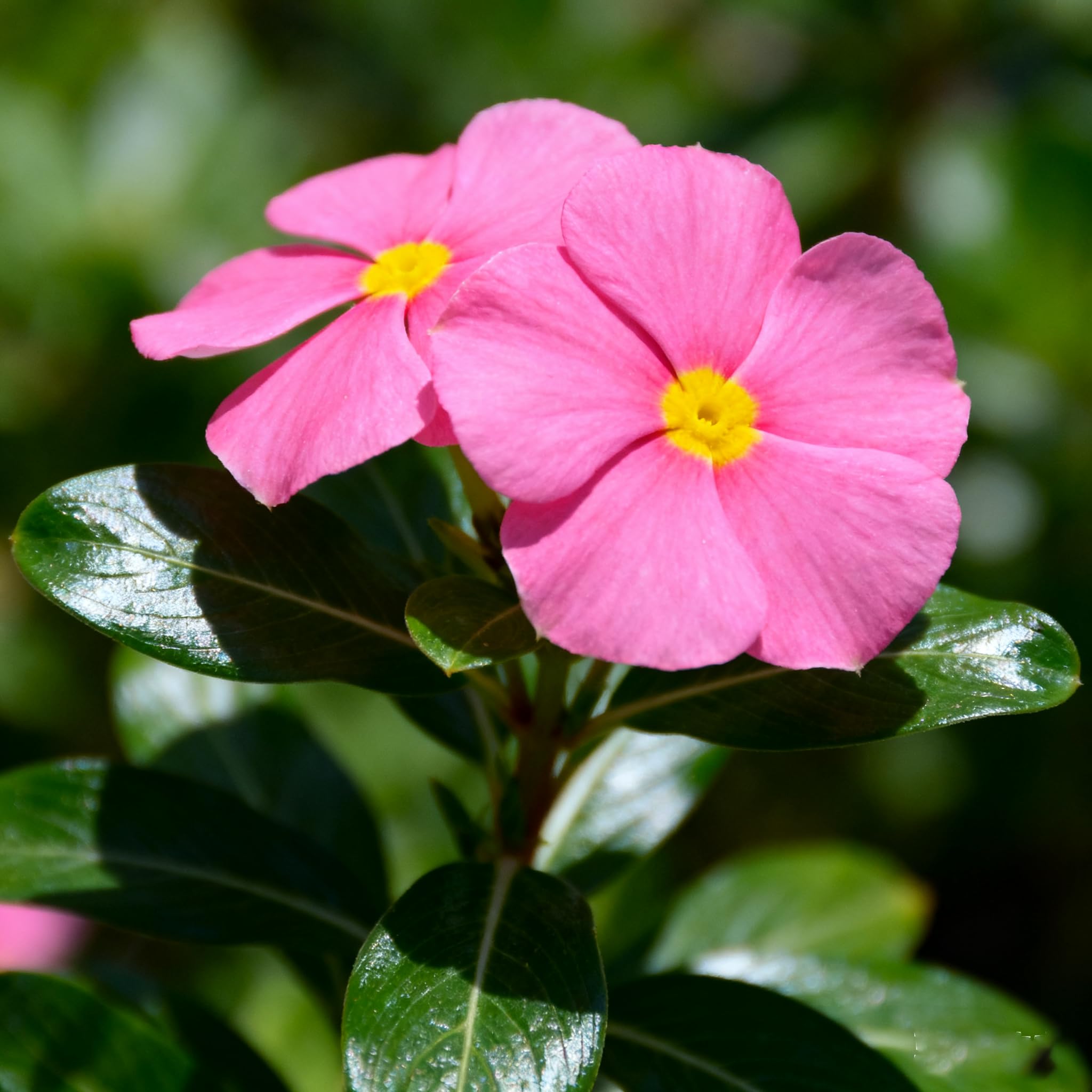 Generic vinca seeds germinating in soil for easy garden success