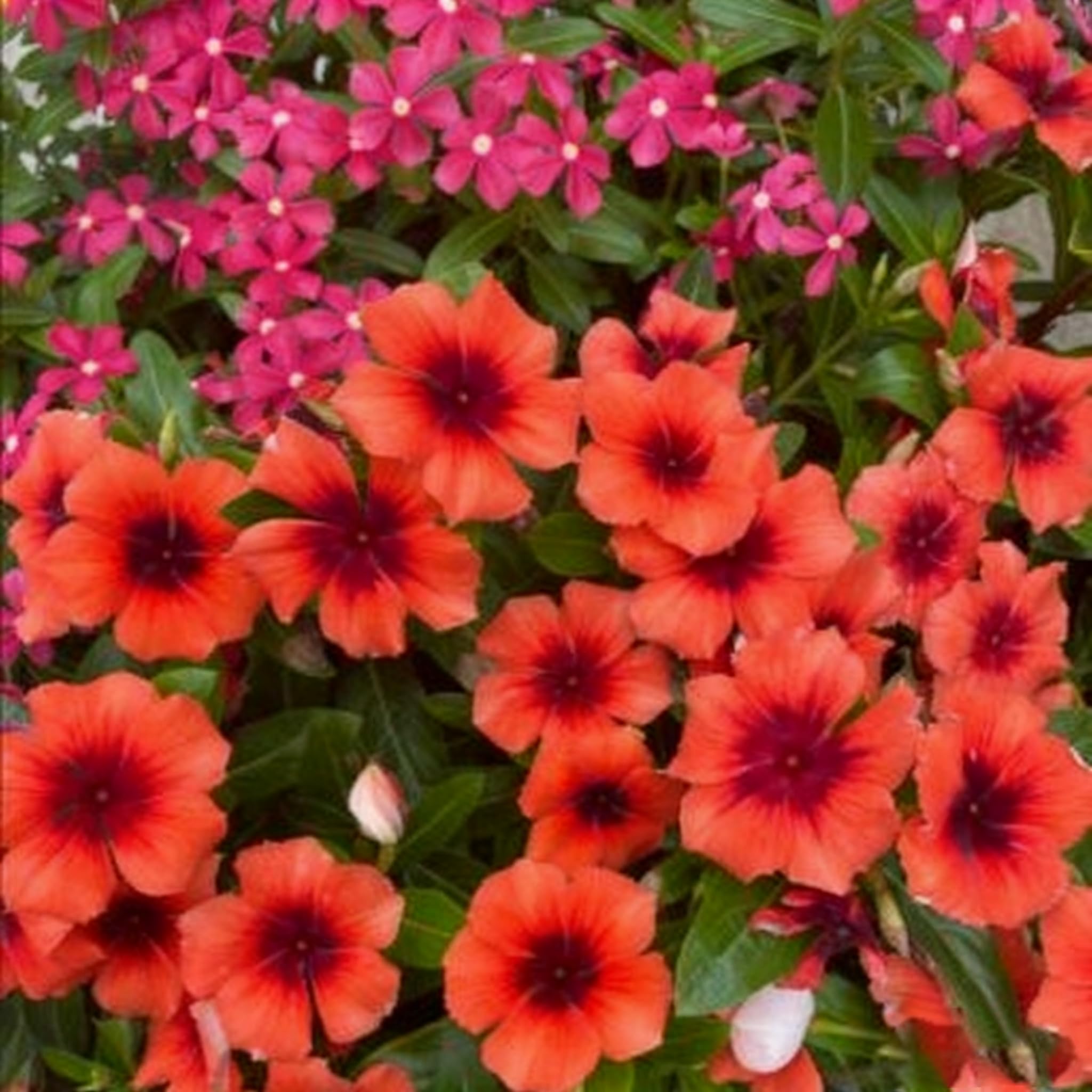 Generic vinca's heat and drought tolerance in sunny beds