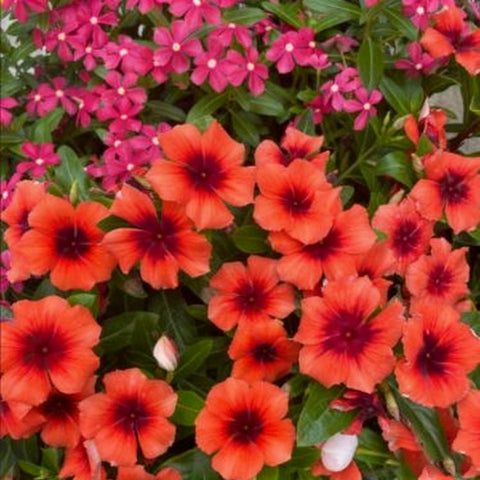 Generic vinca's heat and drought tolerance in sunny beds