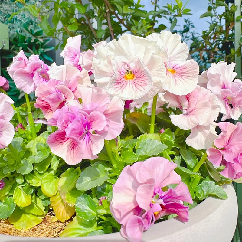Generic Viola Philippica blooms brighten garden beds with cool-season color