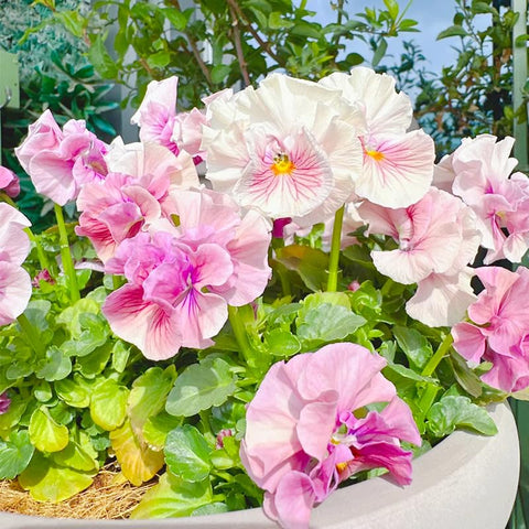 Generic Viola Philippica blooms brighten garden beds with cool-season color