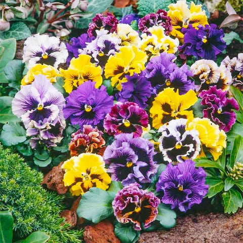 Generic Viola Philippica thrives in pots for vibrant container displays
