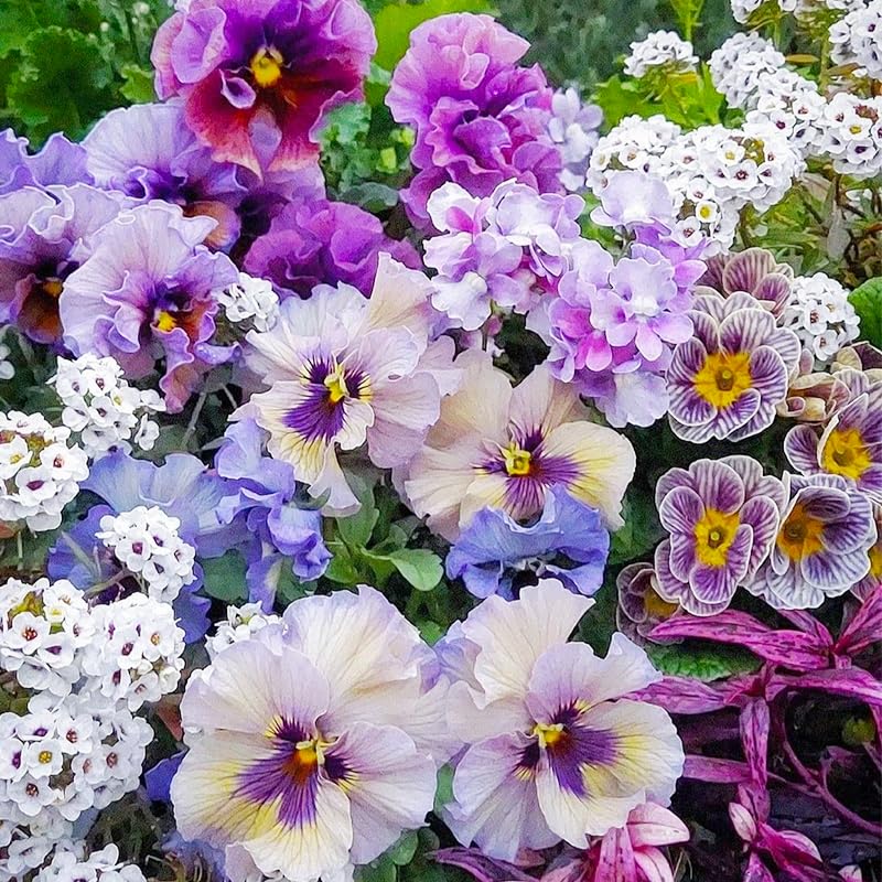 Generic Viola Philippica seeds pack close-up for lush spring blooms