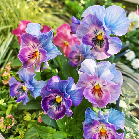Generic Viola Philippica seeds ready for spring or autumn sowing