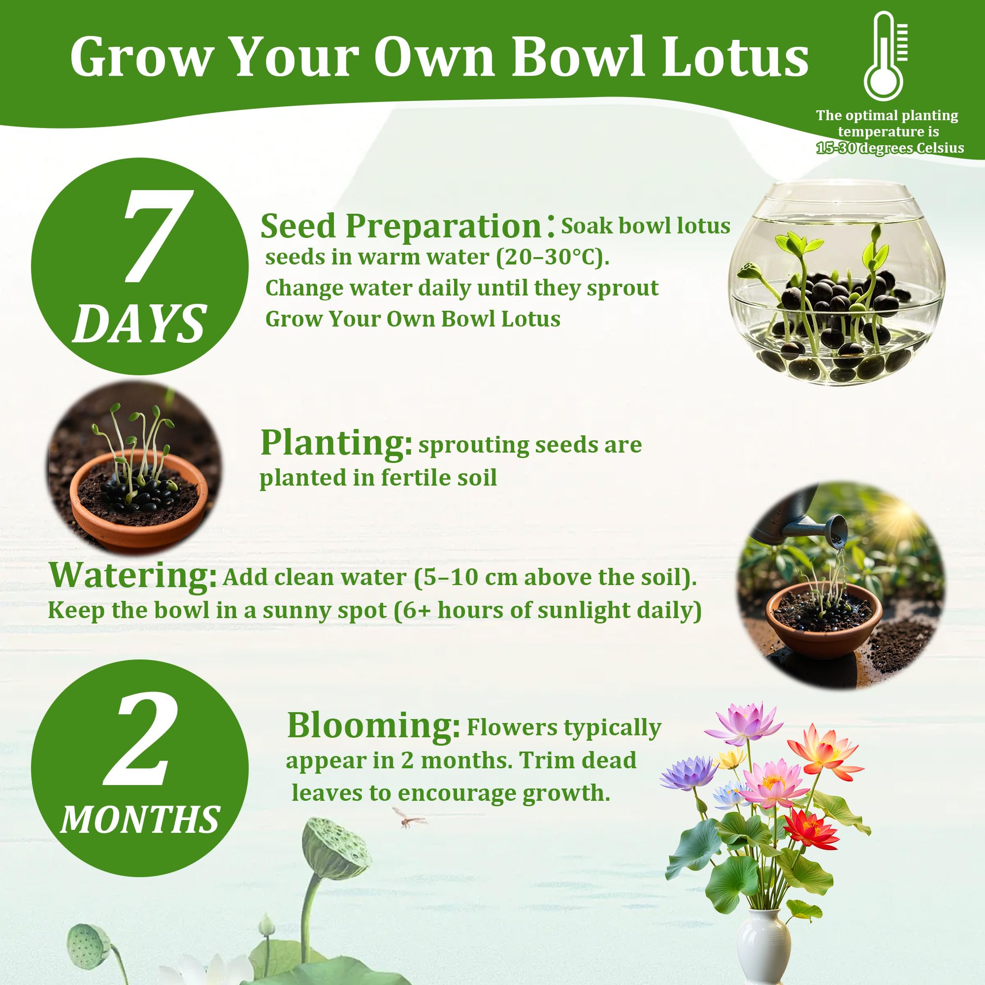 Generic lotus seeds floating leaves enhance a serene water garden.