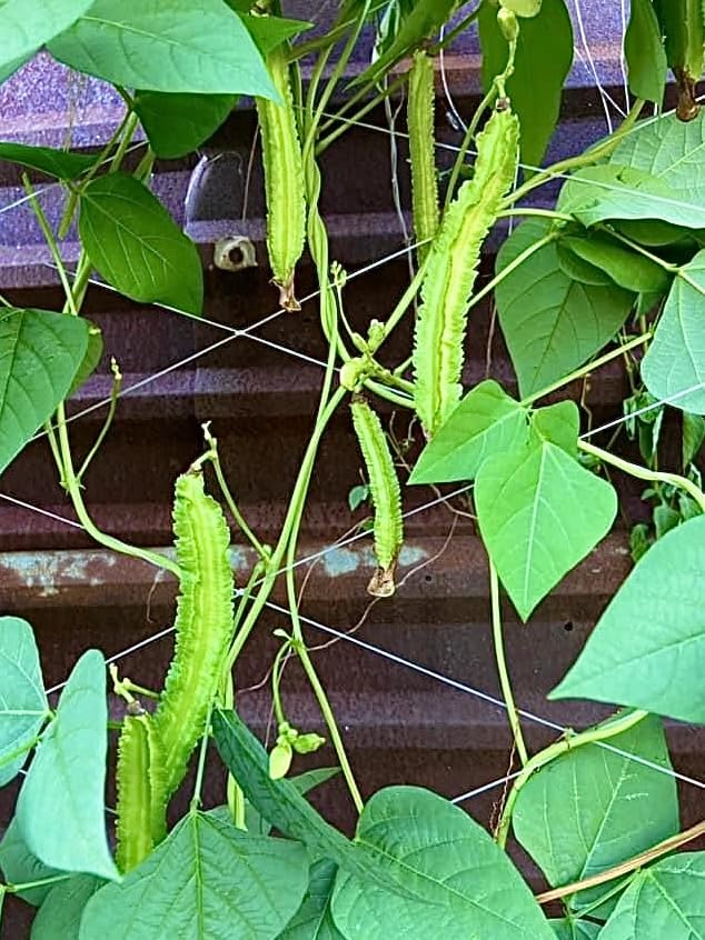 Generic Winged Bean Seeds climbing trellis showcases vertical gardening efficiency.