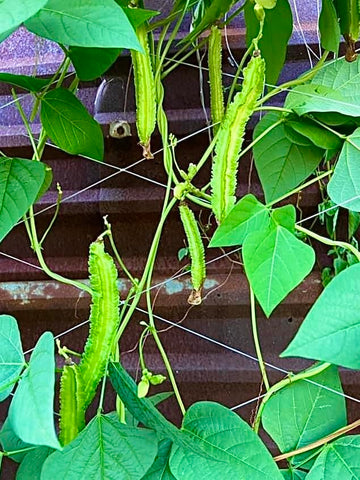 Generic Winged Bean Seeds climbing trellis showcases vertical gardening efficiency.