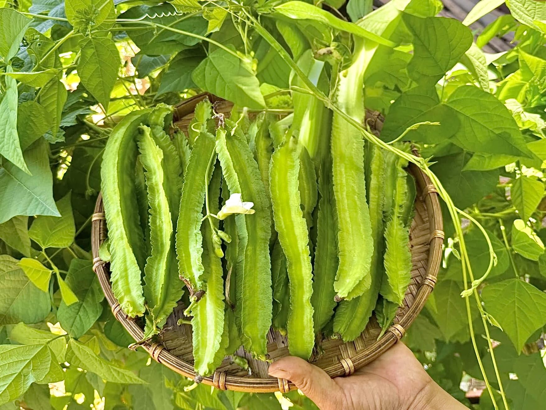 Generic Winged Bean Seeds packaging shown for organic home gardening and easy planting benefits.