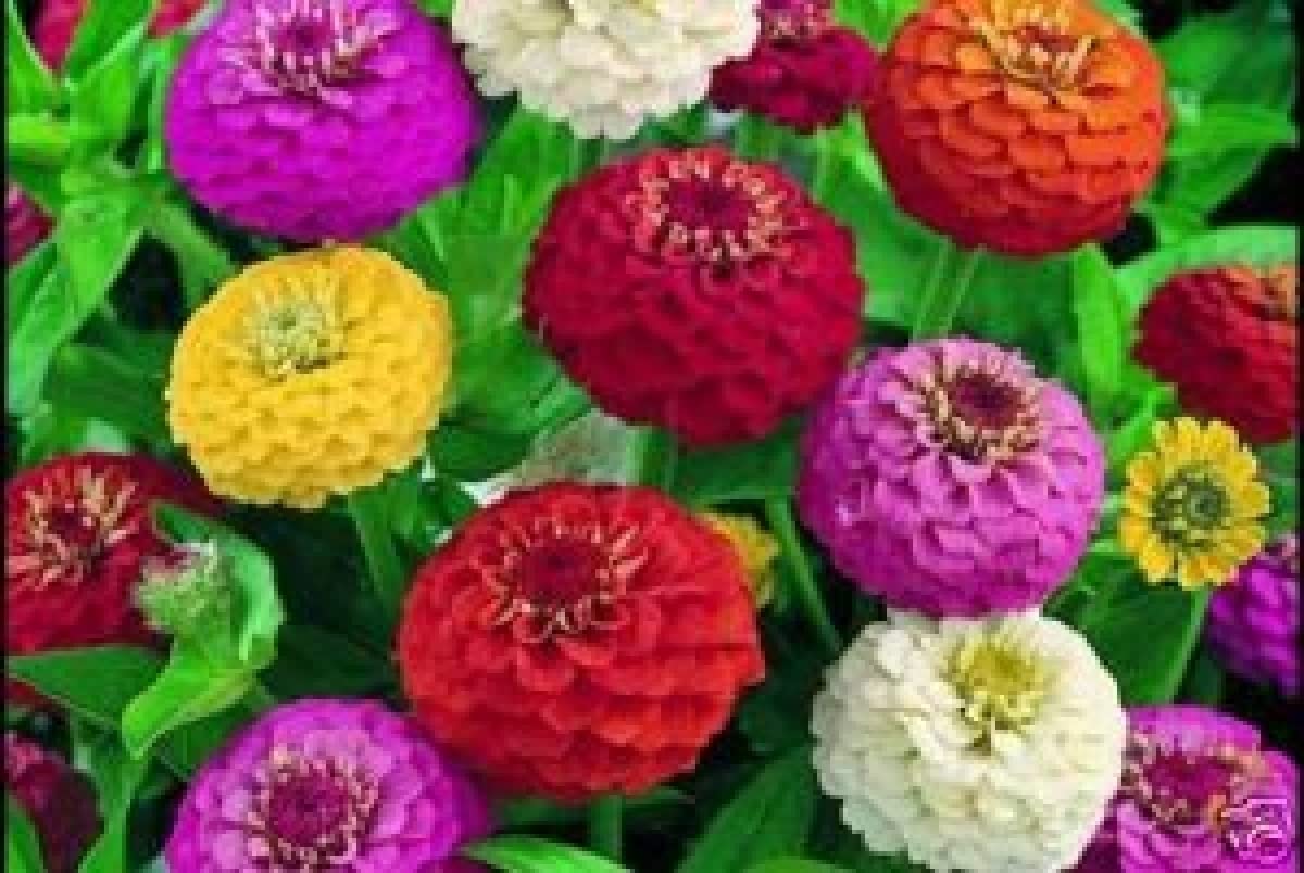 Generic 1000 Dwarf Lilliput Mix Zinnia seeds sprouting in soil, brightening garden beds.