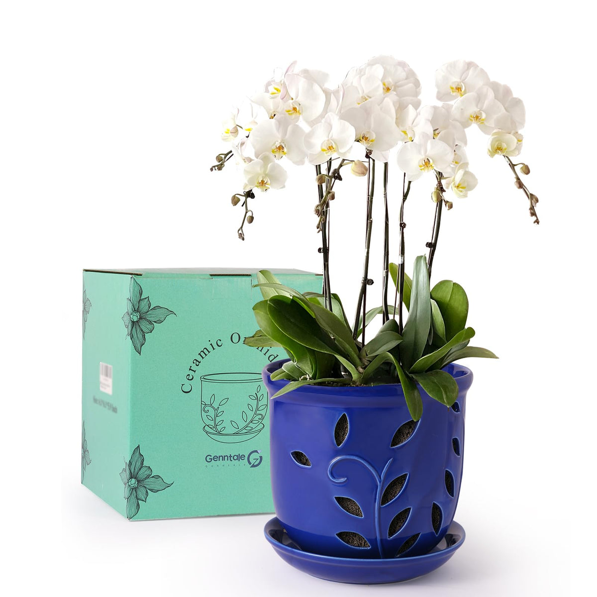 Genntale 6.1-inch ceramic orchid pot with holes and saucers in blue for healthy root drainage.
