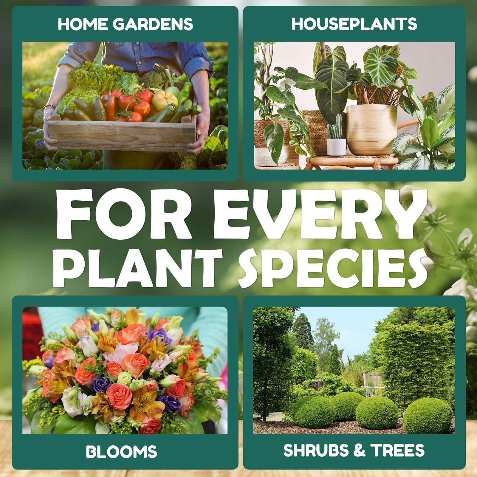 Geomust indoor houseplants receive a gentle spray application.