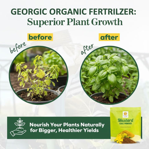 GEORGIC mustard oil cake powder mixed into soil improves structure