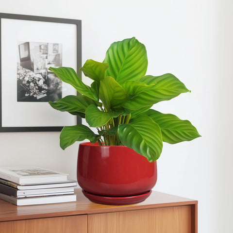 G EPGardening 7-inch red ceramic planter close-up glaze texture adds premium feel.