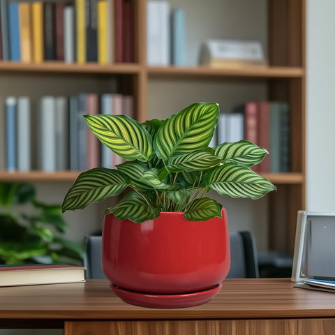 G EPGardening 7-inch red ceramic planter gift-ready packaging