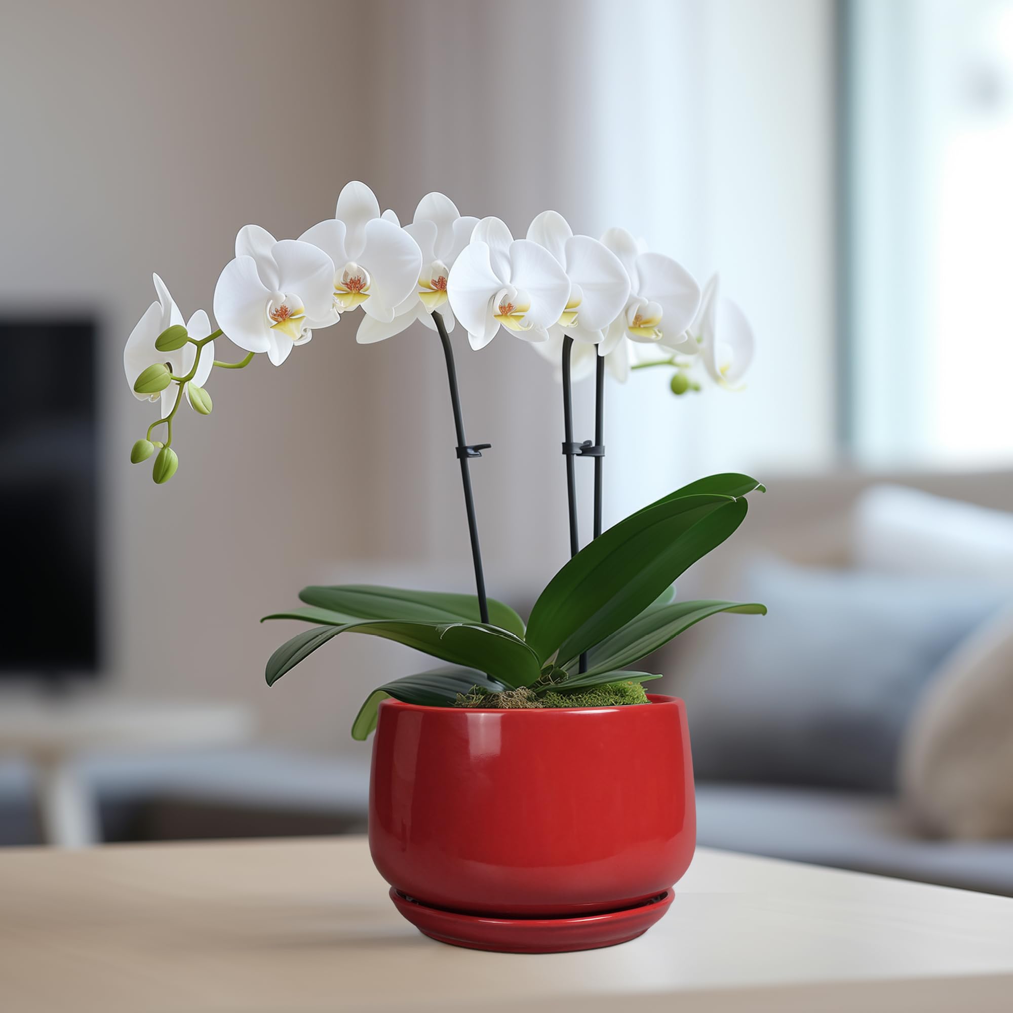 G EPGardening succulent-friendly pot suitable for compact plants.