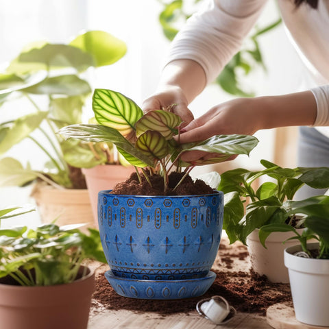 G EPGardening 5inch blue pot with saucer featured in home display.