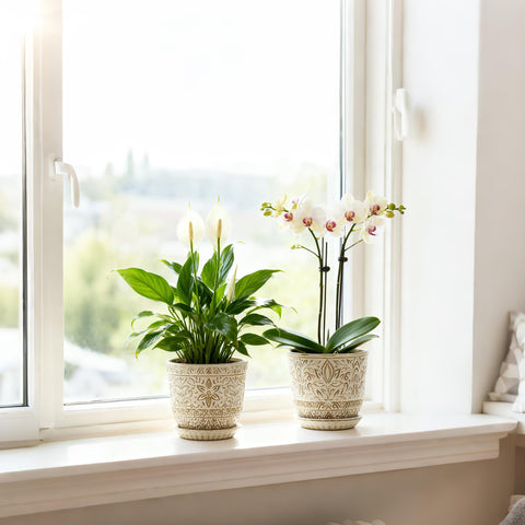 Gepege 6-inch planter with succulents for low-water indoor greenery.