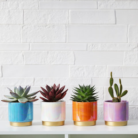 Gepege indoor plant pot set for windowsill or desk use