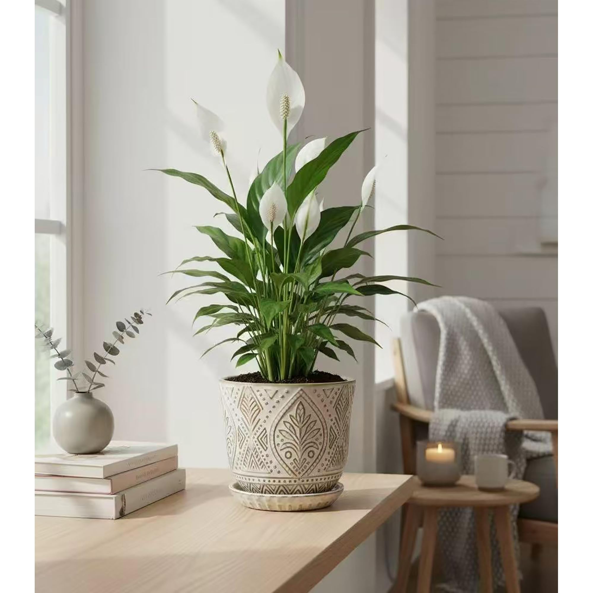 Gepege indoor plant pot on a windowsill holds cacti neatly.