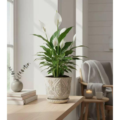 Gepege indoor plant pot on a windowsill holds cacti neatly.