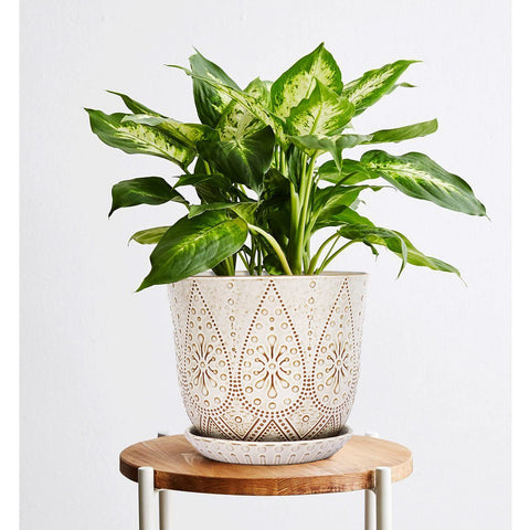 Gepege 8 inch planter for indoor and outdoor displays.