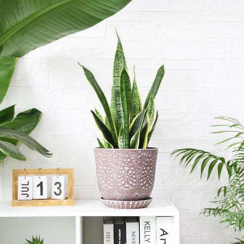 Gepege plant pot showcased on tabletop or windowsill for greenery
