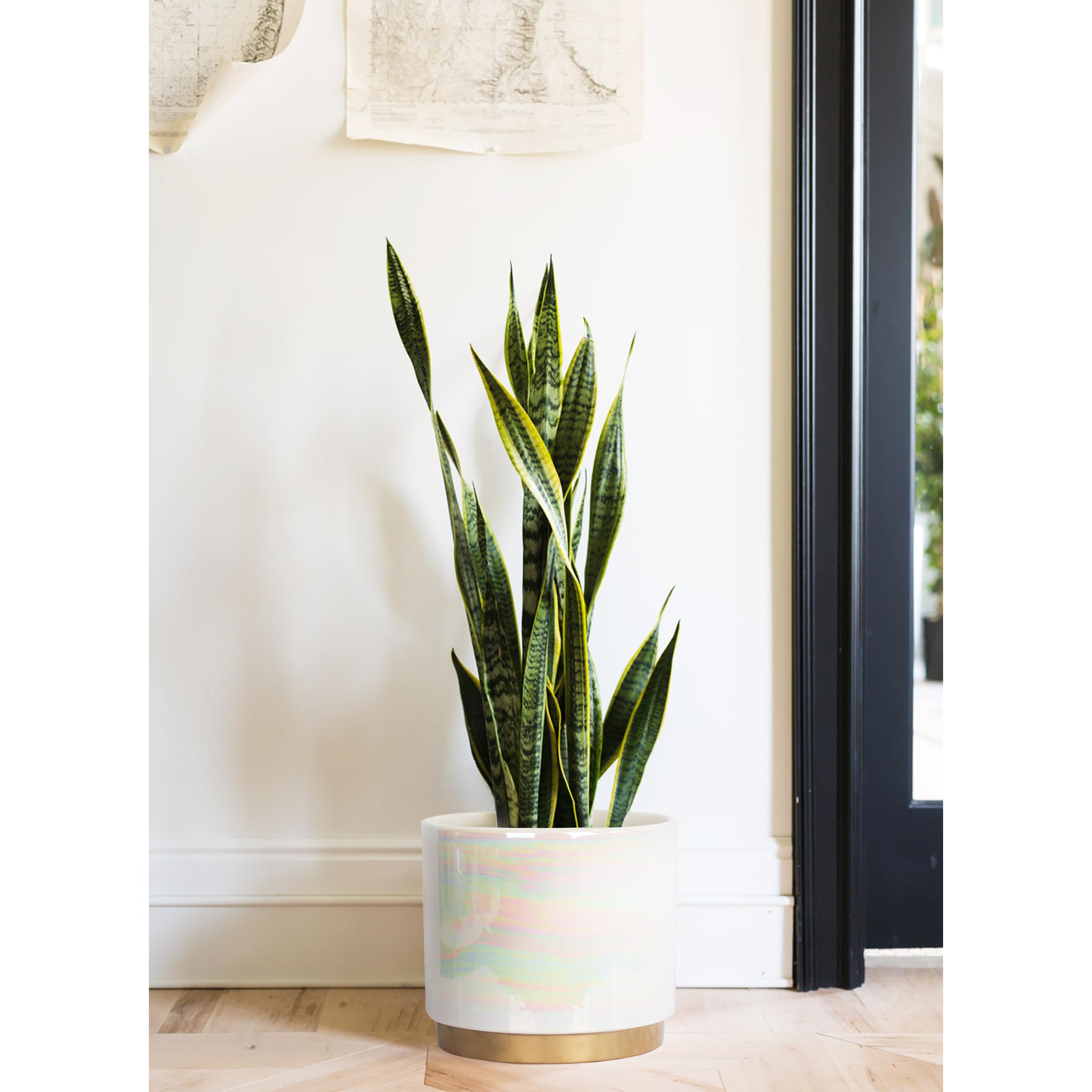 Gepege succulent and orchid pot suitable for gifts and home display