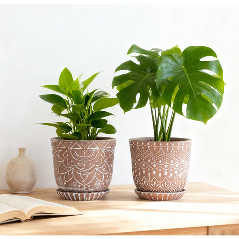 Gepege succulent pot 6-inch for compact green accents.
