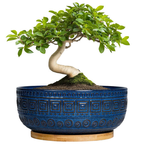 G EPGardening bonsai pots 8 inch blue glaze enhance indoor decor and plant health