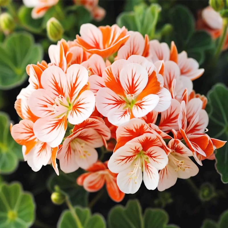 19+ annual geranium seed mix for border displays, creates vibrant color accents.