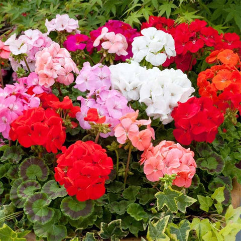 19+ annual geranium seed mix thriving in full sun with robust growth.