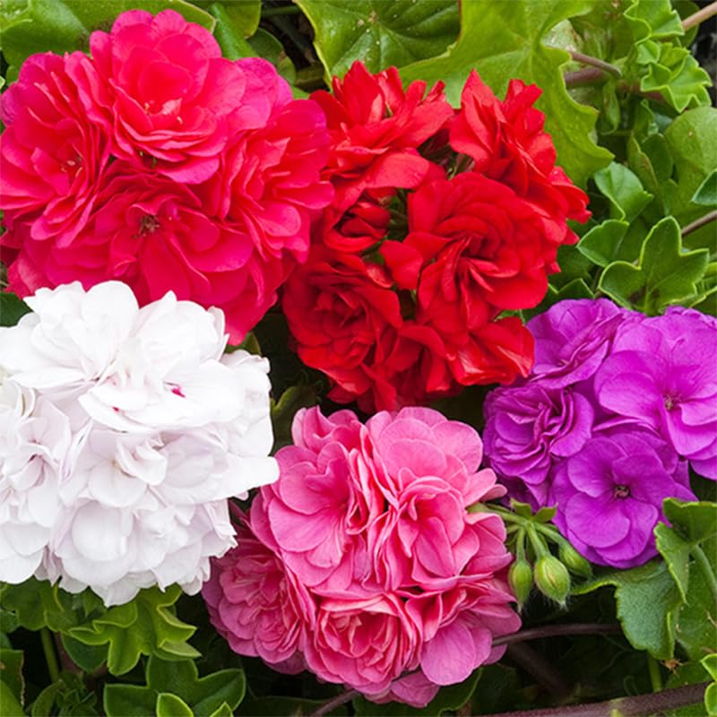 19+ annual geranium seed mix for hanging baskets, adds cascading blooms.