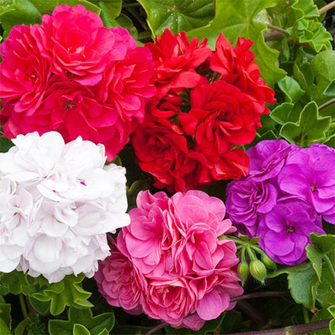 19+ annual geranium seed mix for hanging baskets, adds cascading blooms.