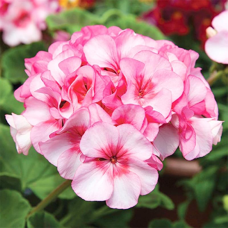 19+ annual geranium seed mix for patio containers, thrives in sun-drenched spaces.