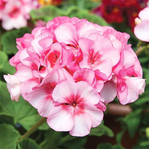 19+ annual geranium seed mix for patio containers, thrives in sun-drenched spaces.